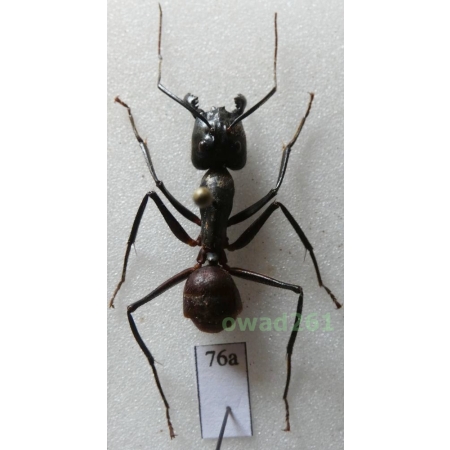 Camponotus gigas Latreille, 1802 Malaysia76a